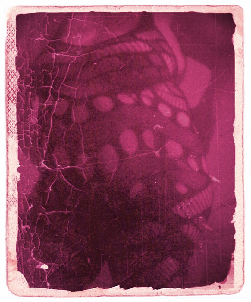 Lulu la Rosè
