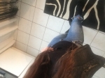 Du Geld Diener musst ...